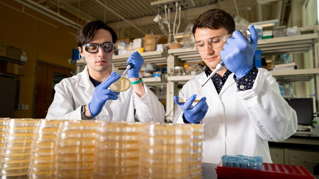 students using petri dishes